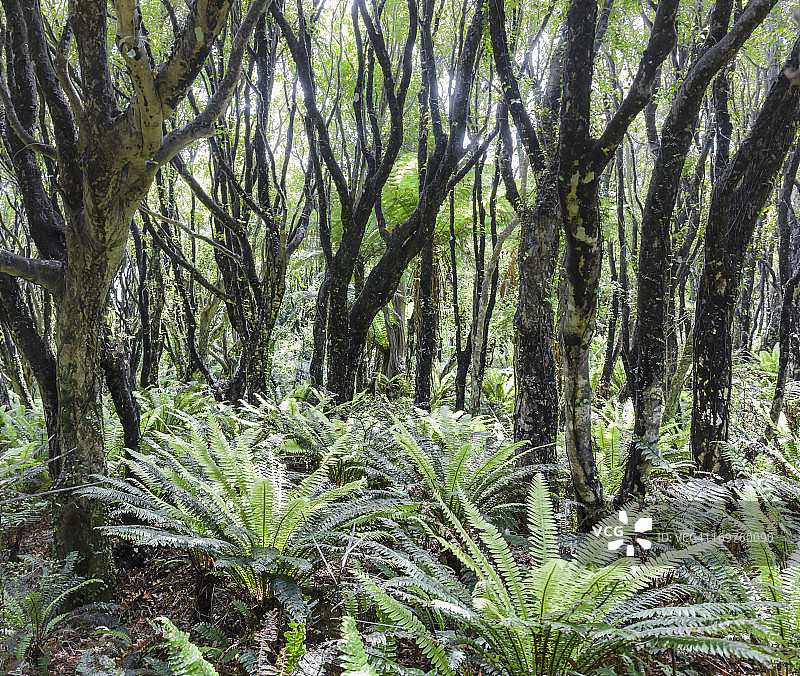 霍利福德步道沿途森林图片素材