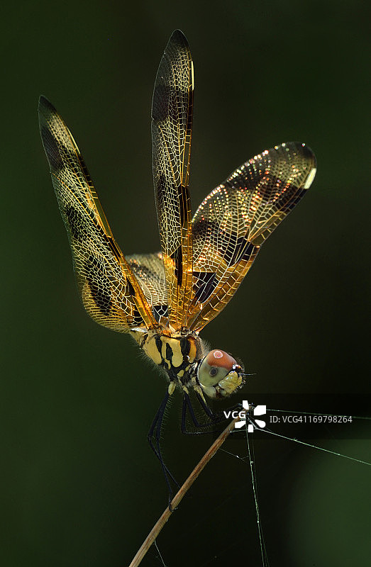 万圣节彩旗蜻蜓图片素材
