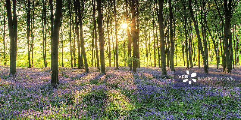 英国蓝铃花图片素材