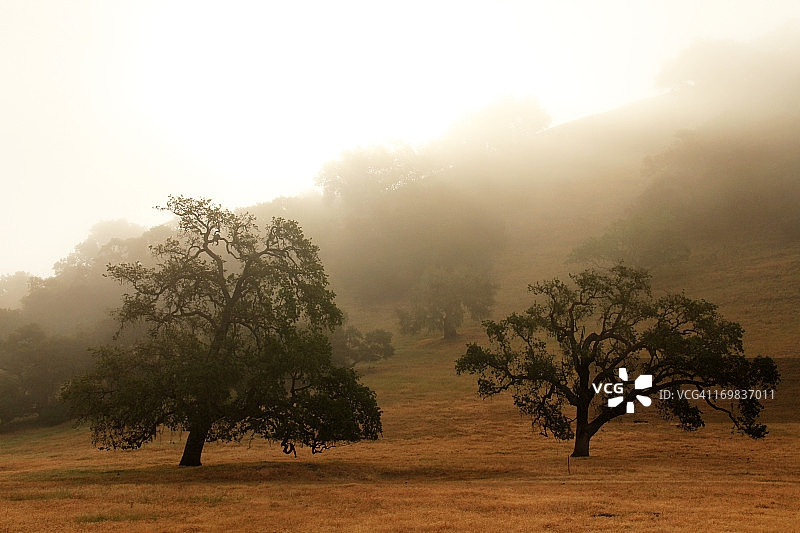 日出时笼罩在雾中的橡树图片素材