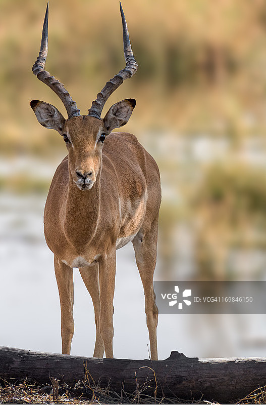 怒目而视图片素材