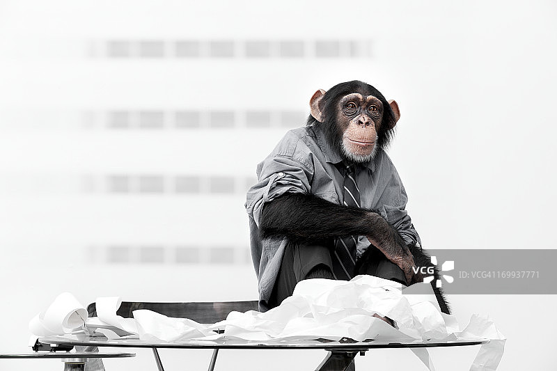 穿着商务服装的雄性黑猩猩图片素材