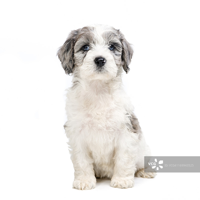 小狗之爱图片素材