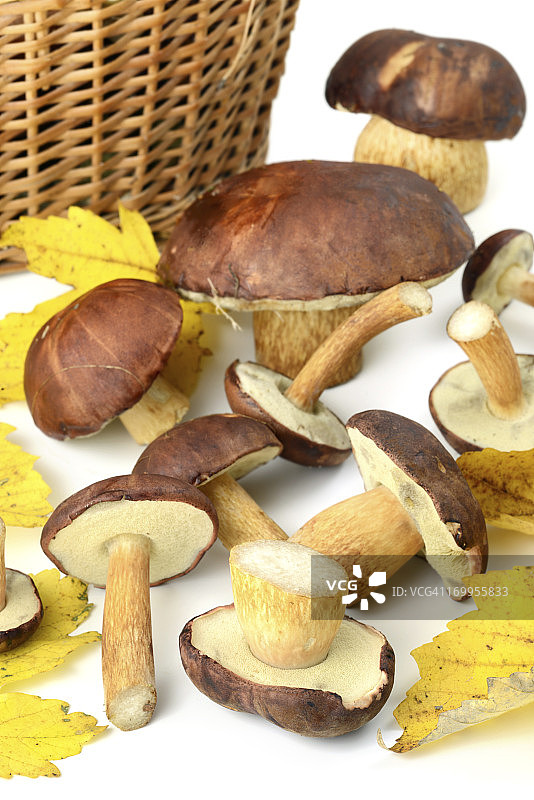 褐绒盖牛肝菌图片素材