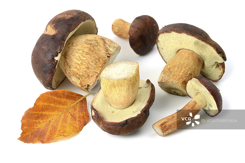 褐绒盖牛肝菌图片素材