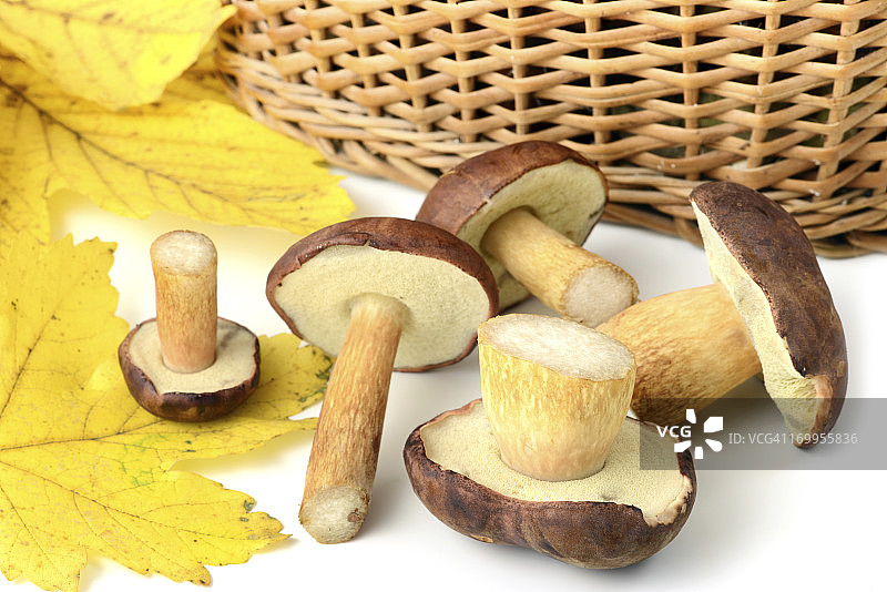 褐绒盖牛肝菌图片素材