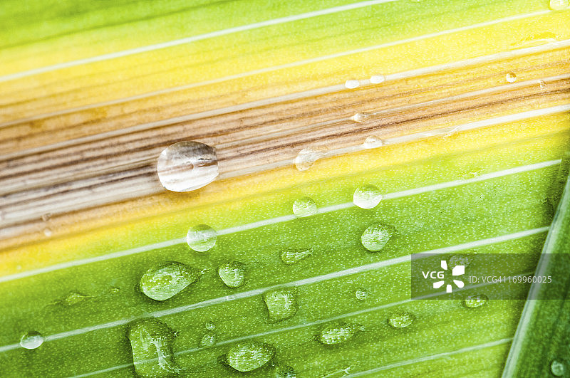 雨后竹叶上的水滴图片素材