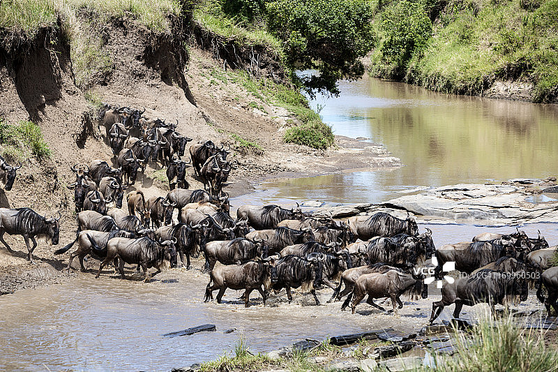 迁徙：角马群横渡肯尼亚马拉河图片素材