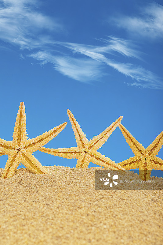 沙滩上的海星图片素材