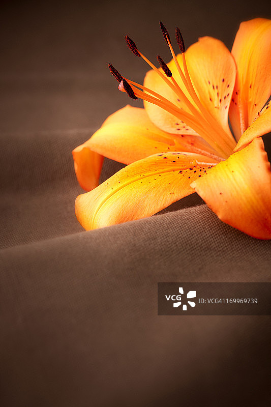 棕色背景上的橙色亚洲百合图片素材