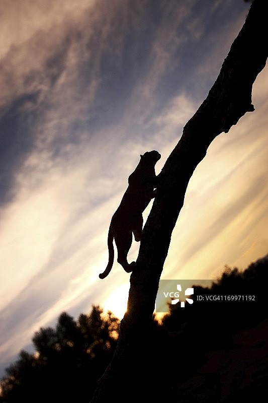 豹剪影图片素材