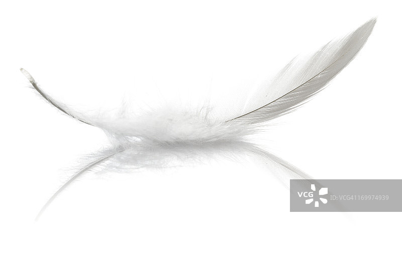 鸟羽毛图片素材
