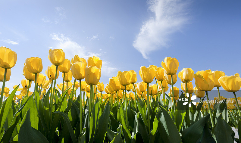 黄色郁金香图片素材