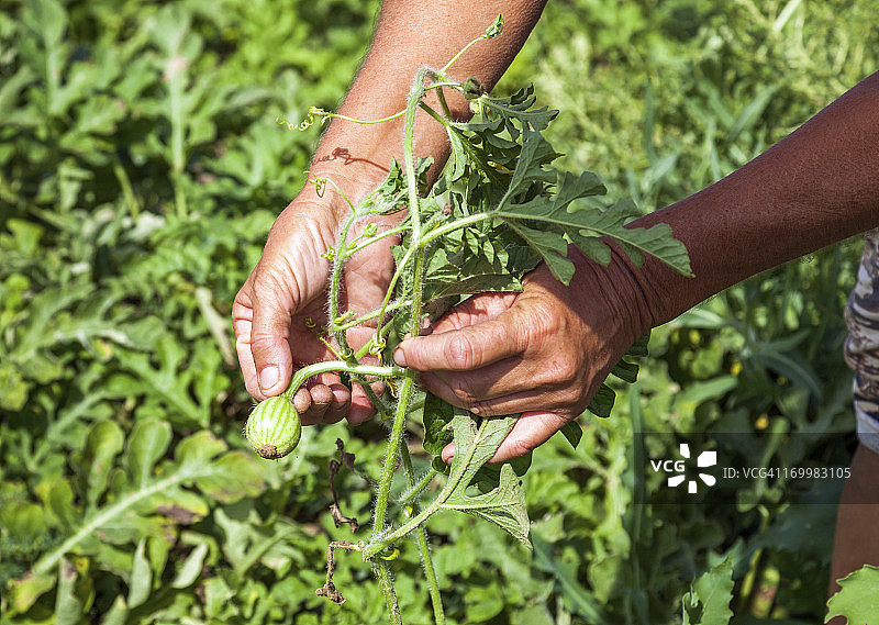 小西瓜图片素材