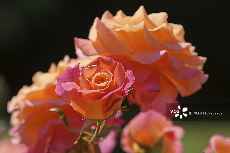 “Freisinger Dawn”玫瑰花图片素材