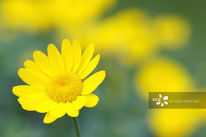 洋甘菊染色匠图片素材