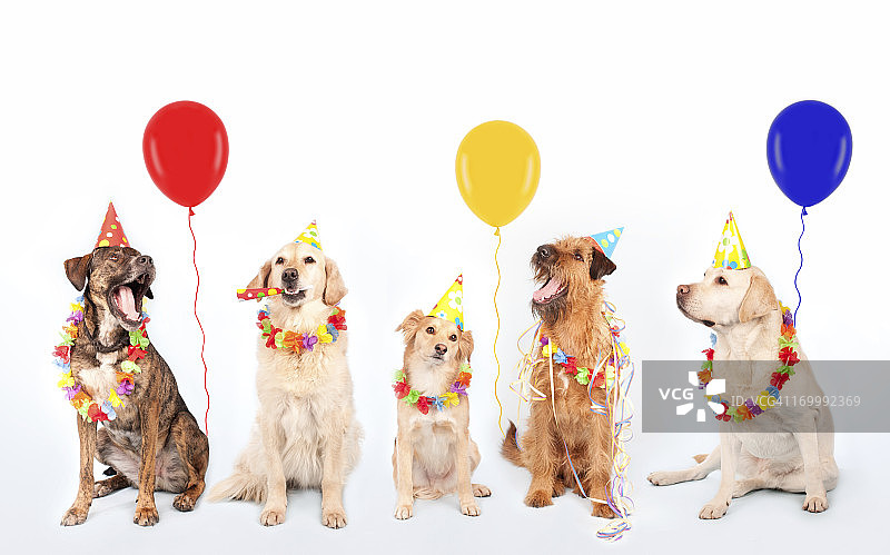 快乐的派对狗狗图片素材