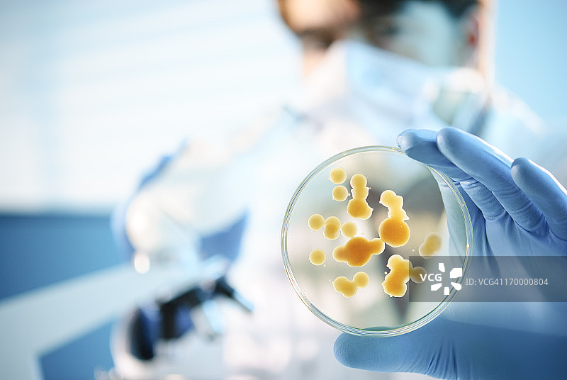 戴蓝色手套的科学家手持培养皿图片素材