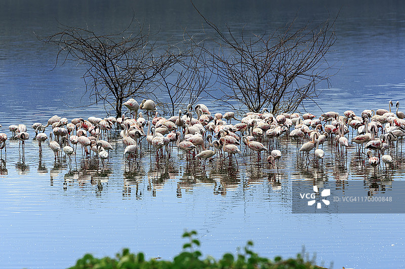 火烈鸟图片素材