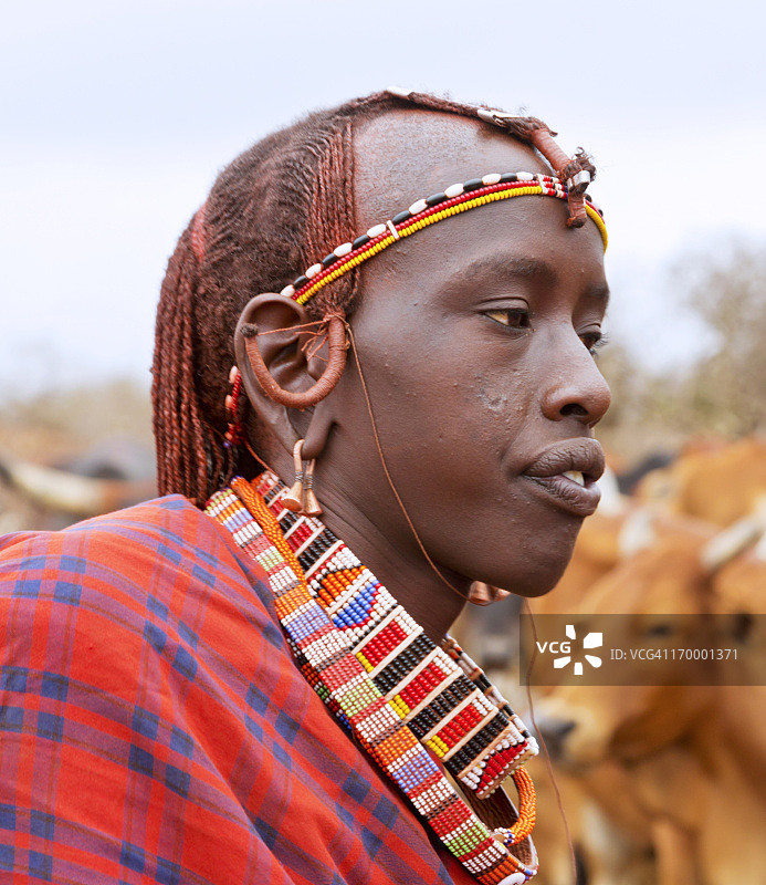 年轻的马赛战士，莫兰，背景是牛群图片素材