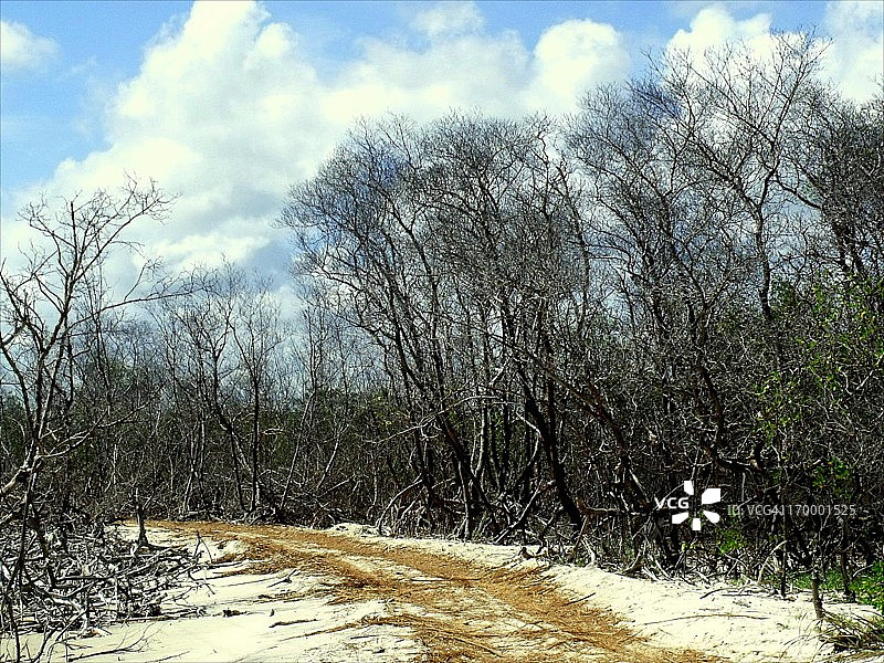 卡廷加图片素材