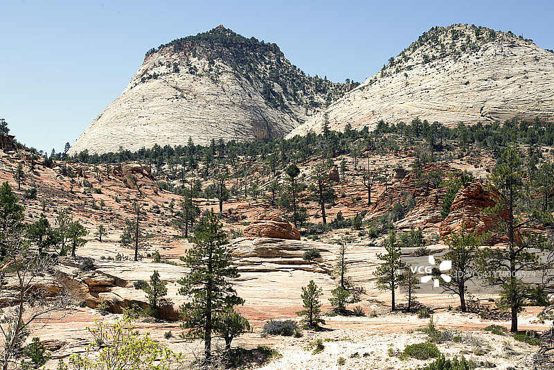 锡安外的黄松图片素材