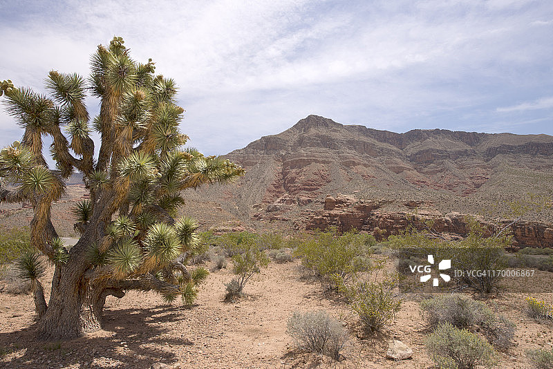 约书亚树与沙漠图片素材