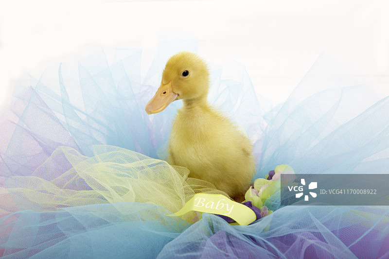 穿着芭蕾舞裙的小鸭子图片素材