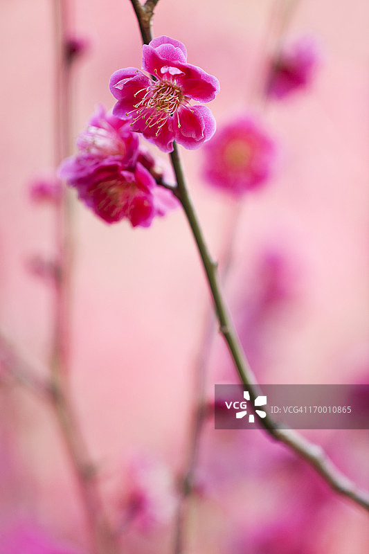 梅花图片素材