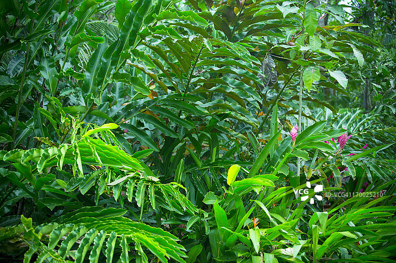 哥斯达黎加的茂密雨林植被图片素材