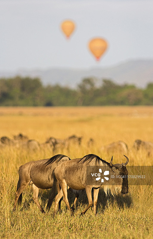 角马迁徙图片素材