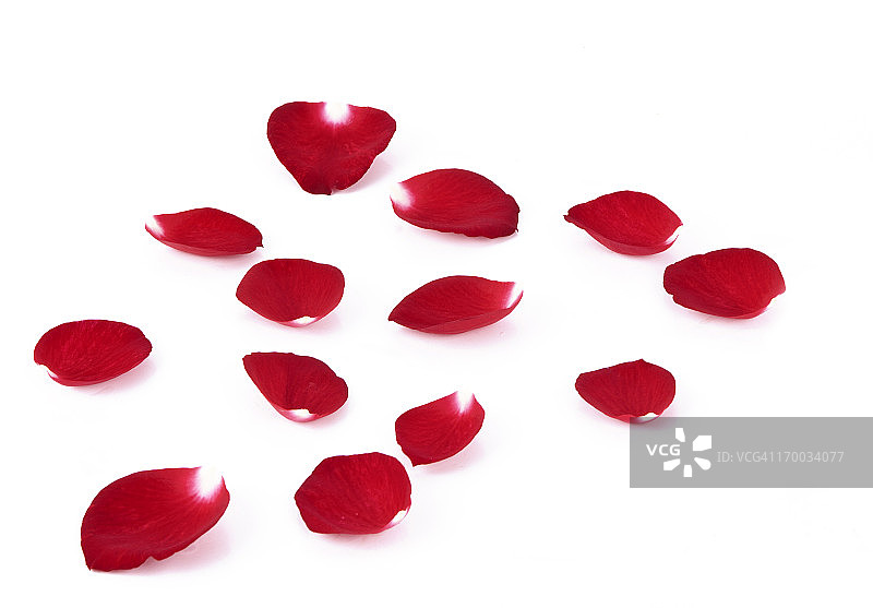 玫瑰花瓣图片素材