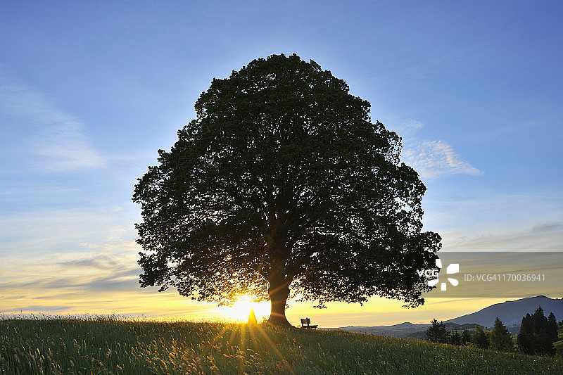 阳光下的青柠树图片素材
