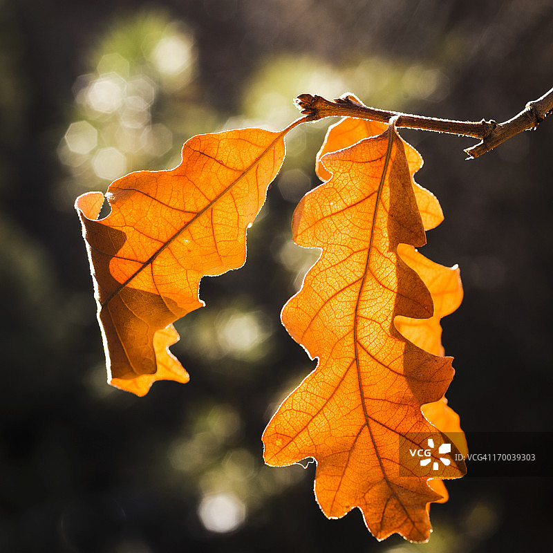 橡树叶方块图片素材