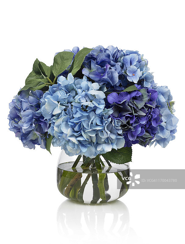 白色背景上的蓝色绣球花束图片素材