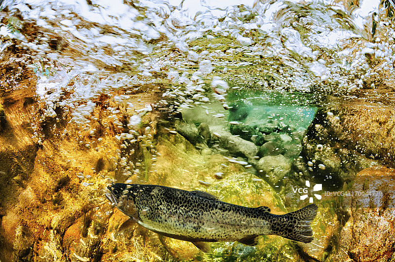 河里的鳟鱼图片素材