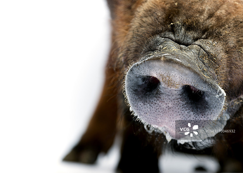 动物的鼻子图片素材