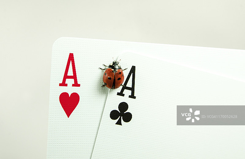 瓢虫与好运，在卡片上图片素材