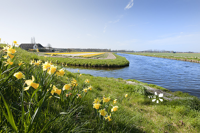 花田里的水仙花图片素材