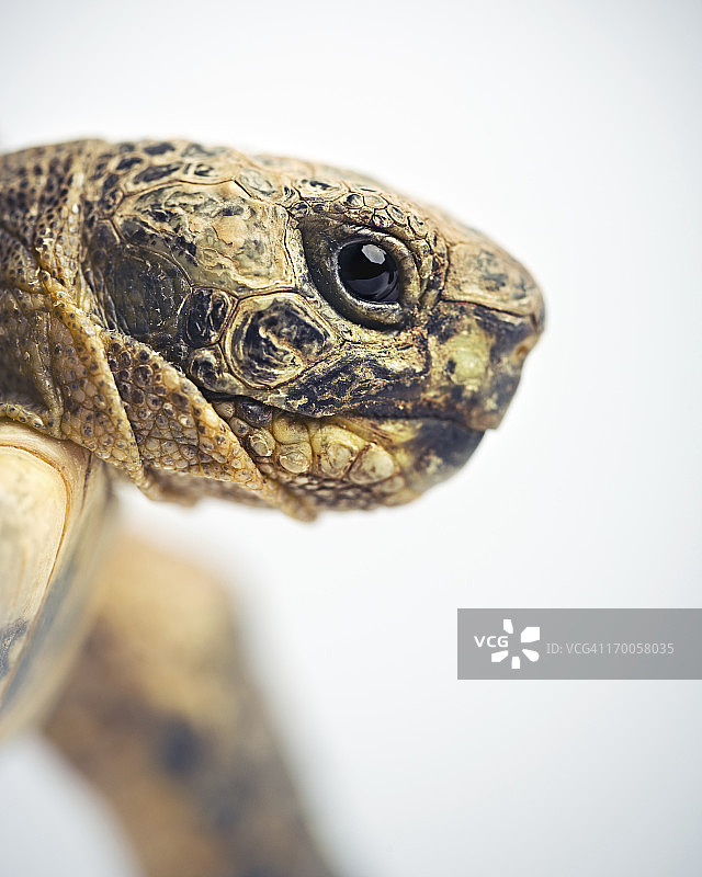 乌龟头部图片素材
