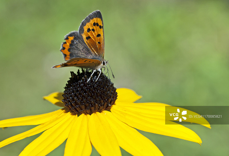 小棕色蝴蝶图片素材