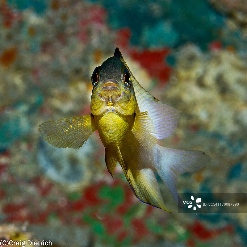 小美人图片素材