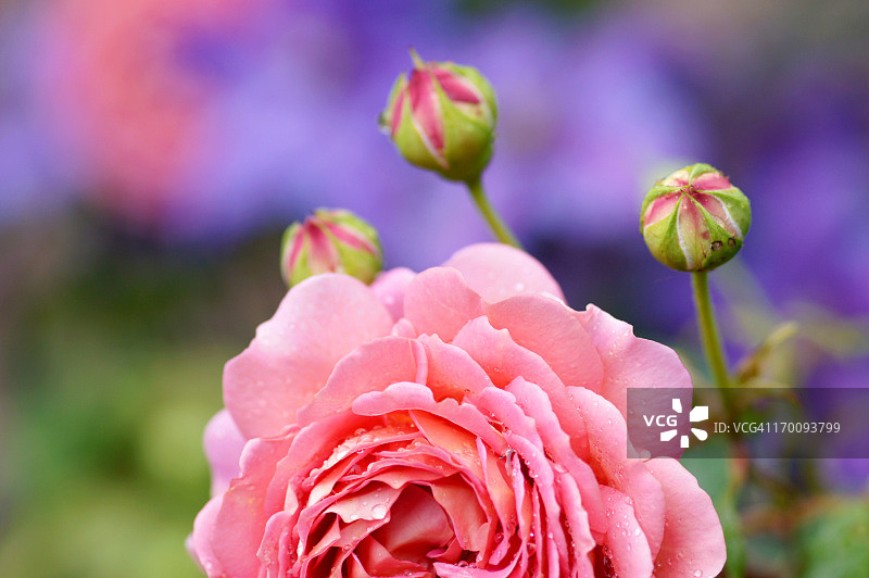 带雨滴的英国玫瑰图片素材