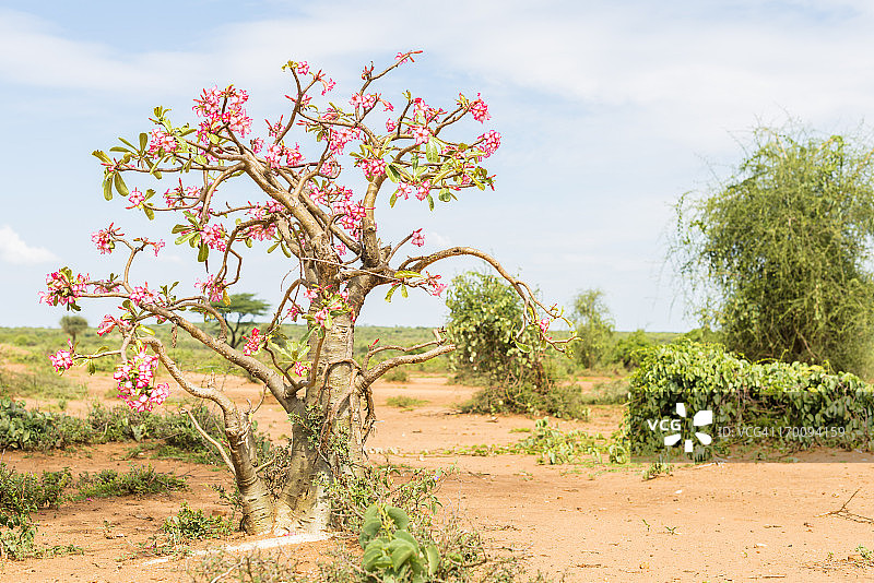 沙漠玫瑰图片素材
