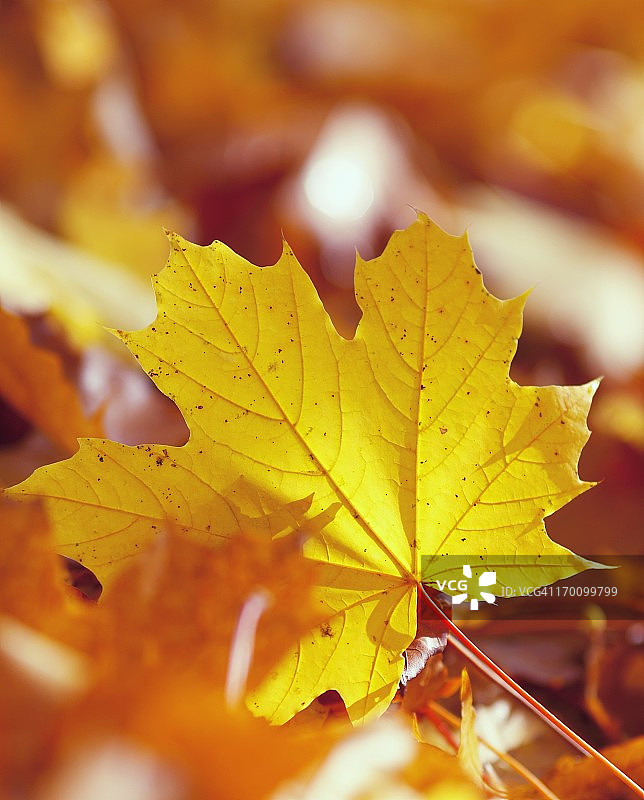 秋天的落叶图片素材