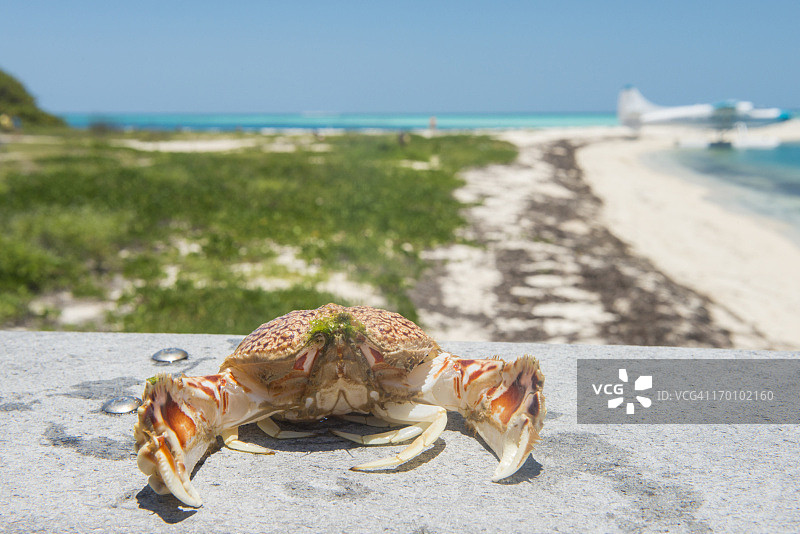 热带干龟国家公园的佛罗里达蟹壳图片素材
