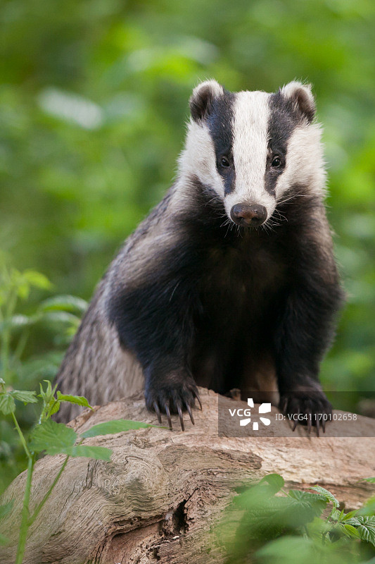 欧洲獾垂直肖像图片素材