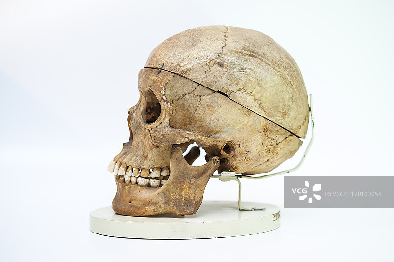 人类头骨图片素材