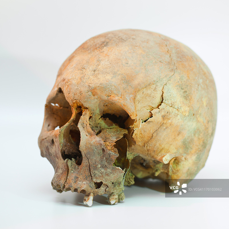人类头骨图片素材