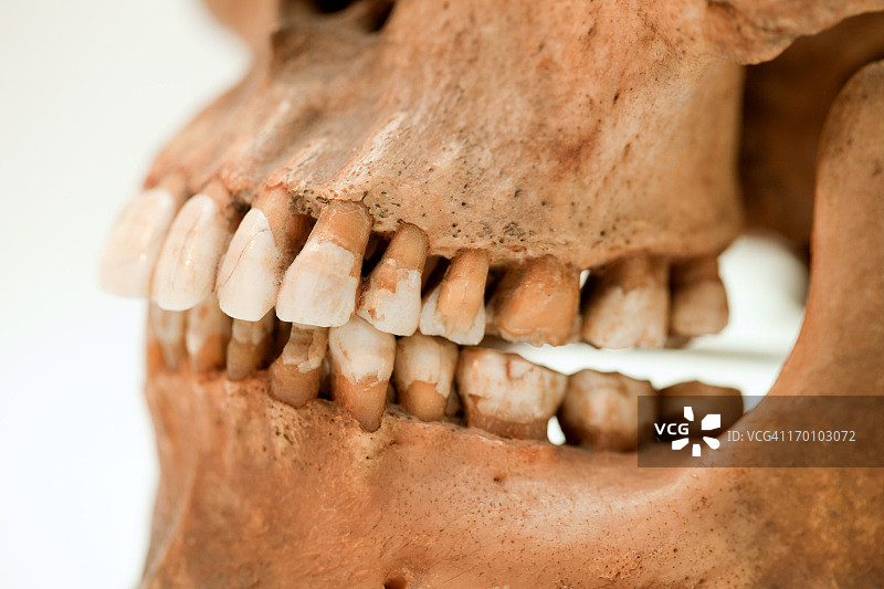 人类下颚图片素材